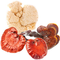 lion's main and reishi functional mushrooms